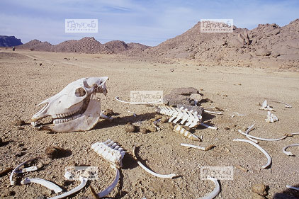 Sahara, Hoggar, Tekcherouat, squelette d'âne