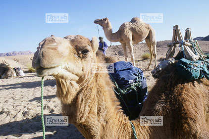 Sahara, Hoggar, Takecherouat, chameaux